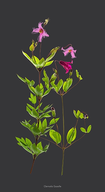 https://www.bertrandcarriere.com:443/files/gimgs/th-112_Fleur 2.jpg